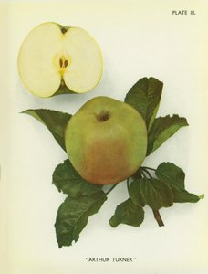 Jabłka Anglii: Arthur Turner (zdjęcie kolorowe) autorstwa English Photographer