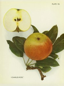 Jabłka Anglii: Charles-Ross (zdjęcie kolorowe) autorstwa English Photographer
