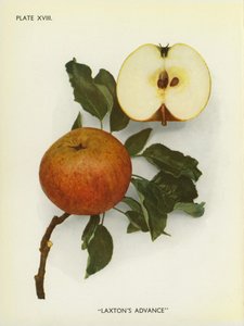 Jabłka Anglii: Laxton
