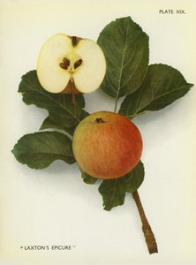 Jabłka Anglii: Laxton