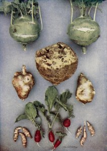 Karczochy, kalarepa, seler i rzodkiewka (zdjęcie kolorowe) autorstwa English Photographer