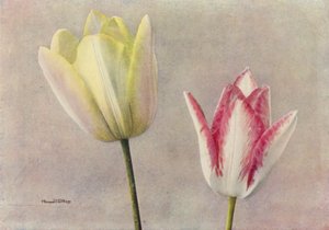 Piękno kąpieli i goździków (zdjęcie kolorowe) autorstwa English Photographer