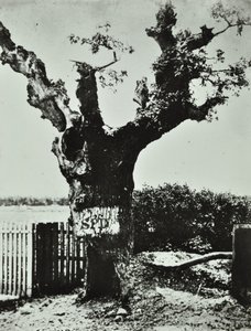 Brockley Lane: Stary Dąb, Londyn, 1890 autorstwa English Photographer