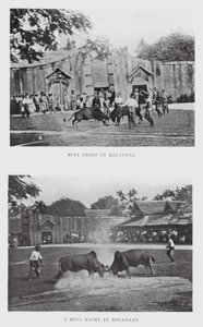 Walka byków w Kelantan (zdjęcie czarno-białe) autorstwa English Photographer