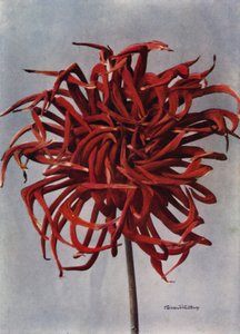 Cactus Dahlia, Conqueror (zdjęcie kolorowe) autorstwa English Photographer