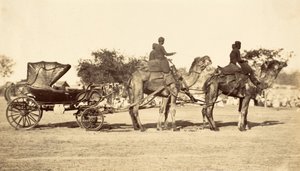 Powóz wielbłądów, ok. 1860 (fotograwiura) autorstwa English Photographer