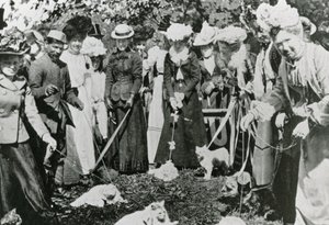 Wystawa kotów w Królewskich Ogrodach Botanicznych w Westminster w 1900 r. autorstwa English Photographer