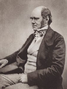 Karol Darwin, portret, ok. 1854 r., ze zdjęcia Maull  Fox (zdjęcie czarno-białe) autorstwa English Photographer