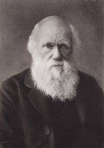 Karol Darwin, portret, ok. 1880 (zdjęcie czarno-białe) autorstwa English Photographer