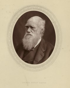 Charles Robert Darwin autorstwa English Photographer