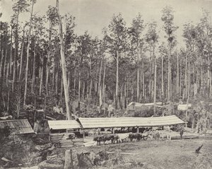 Tartak Childers, Gippsland autorstwa English Photographer