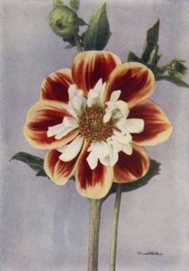 Collerette Dahlia, Gallia (zdjęcie kolorowe) autorstwa English Photographer