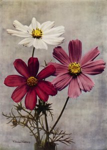 Cosmos Bipinnatus (zdjęcie kolorowe) autorstwa English Photographer