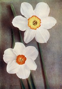 Żonkil (zdjęcie kolorowe) autorstwa English Photographer