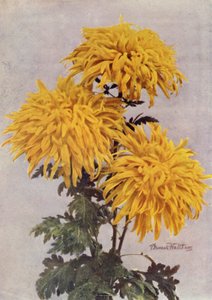 December Gold (zdjęcie kolorowe) autorstwa English Photographer