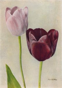 Euterpe i Frans Hals (zdjęcie kolorowe) autorstwa English Photographer