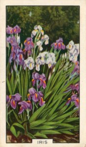 Kwiaty ogrodowe: Irys (kolorowe zdjęcie) autorstwa English Photographer