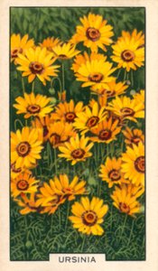 Kwiaty ogrodowe: Ursinia (zdjęcie kolorowe) autorstwa English Photographer