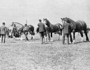 Sędziowanie Shire Horses na Oxfordshire Agricultural Show, ilustracja z filmu The King, 25 maja 1901 r. autorstwa English Photographer