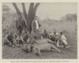 Lwy, które zniszczyły Osiem Osłów, strzelały do Sebungu-Poort, Bulawayo autorstwa English Photographer