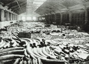 London Docks: magazyn kości słoniowej, 1895 autorstwa English Photographer