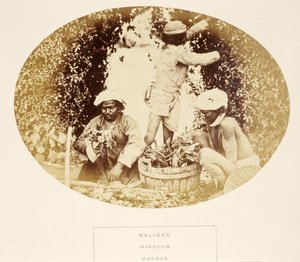 Mallees (ogrodnicy), Hindusi, Madras, z książki The People of India, autorstwa J. Forbes Watson, opublikowanej w 1868 r. (odbitka albuminowa) autorstwa English Photographer
