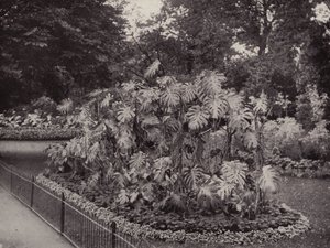 Monstera Deliciosa w parku Battersea (zdjęcie czarno-białe) autorstwa English Photographer