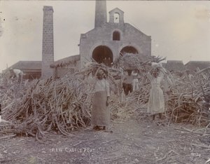 Plantacja Newcastle, 1880 autorstwa English Photographer