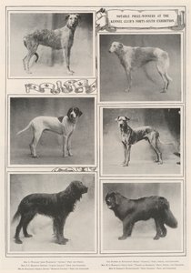 Znani zdobywcy nagród na czterdziestej szóstej wystawie Kennel Clubs
