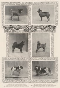 Znani zdobywcy nagród na czterdziestej szóstej wystawie Kennel Clubs