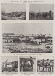 Kultura ostryg, słynne łóżka w Cancale, Bretania