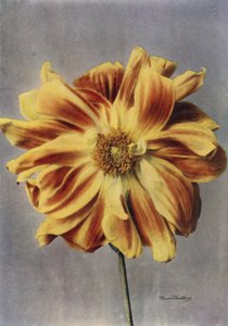 Dalia o kwiatach peonii, Gejsza (zdjęcie kolorowe) autorstwa English Photographer