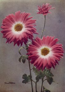 Percy Arnold (zdjęcie kolorowe) autorstwa English Photographer