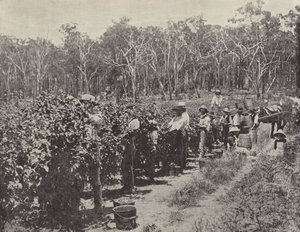 Zbieracze malin w pracy, Wandin Yallock autorstwa English Photographer