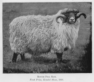 Rough Fell Ram, pierwsza nagroda, Kendal Show autorstwa English Photographer