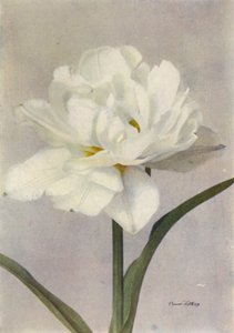 Schoonoord (zdjęcie kolorowe) autorstwa English Photographer