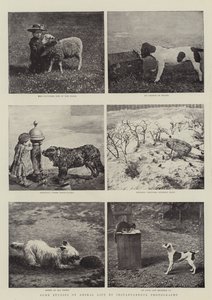 Niektóre badania życia zwierząt za pomocą fotografii chwilowej