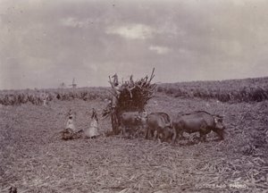Plantacja cukru, Barbados, 1880 autorstwa English Photographer