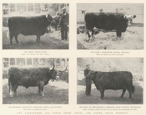 The Birmingham Fat Stock Show, Royal i inni zdobywcy nagród autorstwa English Photographer