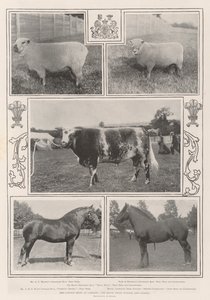 The Cattle Show w Cardiff, zdobywca nagrody królewskiej i inni