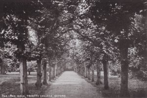 The Lime Walk, Trinity College, Oksford autorstwa English Photographer