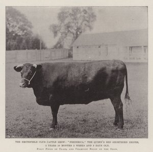 The Smithfield Club Cattle Show, Frederica, jałówka rasy Queens Red Shorthorn, 2 lata, 10 miesięcy, 2 tygodnie i 3 dni