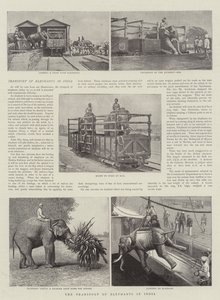 Transport słoni w Indiach
