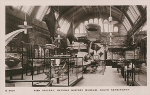Muzeum Wiktorii i Alberta, South Kensington, Londyn, galeria ryb autorstwa English Photographer