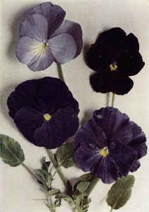 Violas, Maggie Mott, Admiral of the Blues, Archibald Grant i Jenny M