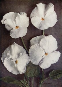 Violas, Purity, Mrs H Pearce, Mad A Gray i Snowflake (zdjęcie kolorowe) autorstwa English Photographer