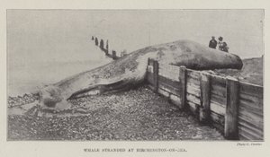 Wieloryb wyrzucony na brzeg w Birchington-on-Sea autorstwa English Photographer