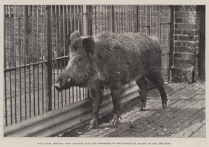 Dzik, usunięty z Windsor Park i przekazany Towarzystwu Zoologicznemu przez HM the King autorstwa English Photographer