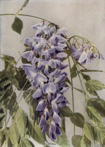 Wistaria Chinensis (zdjęcie kolorowe) autorstwa English Photographer