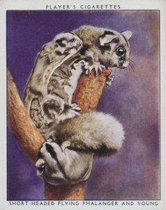 Dzieci z zoo: krótkogłowy latający Phalanger i młody (zdjęcie) autorstwa English Photographer